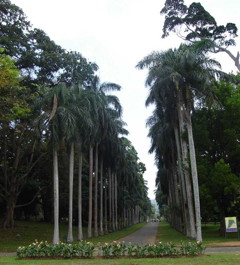 Royal Palm Avenue in Peradeniya Botanic Gardens