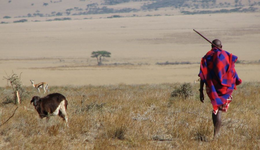 Maasai Tribesman in Amboseli National Park in Kenya in East Africa