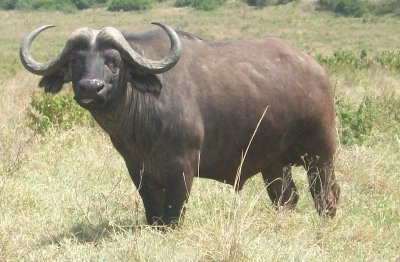 Buffalo on safari in East Africa
