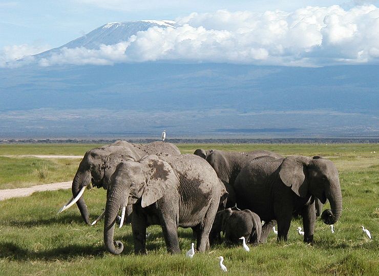 Mount Kilimanjaro from Amboseli National Park in Kenya in East Africa