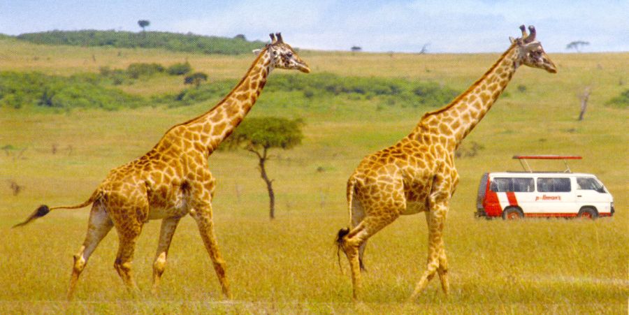 Giraffes on safari in East Africa