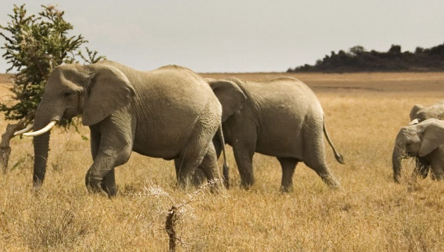Elephants in Amboseli National Park in Kenya in East Africa