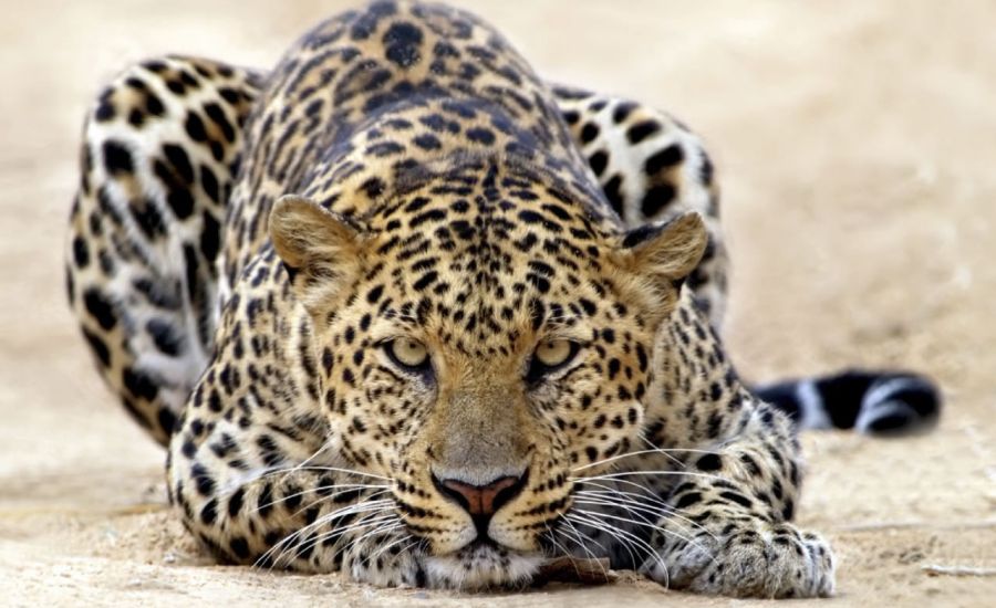 Leopard in Amboseli National Park in Kenya in East Africa