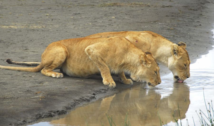 Lions in Amboseli National Park in Kenya in East Africa