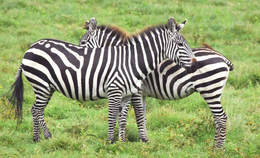 Zebras in Amboseli National Park in Kenya in East Africa
