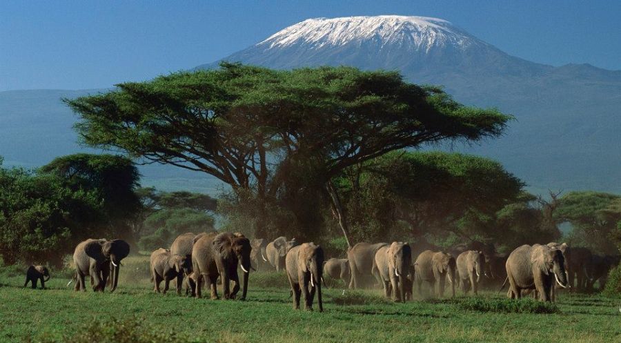 Elephants beneath Mount Kilimanjaro