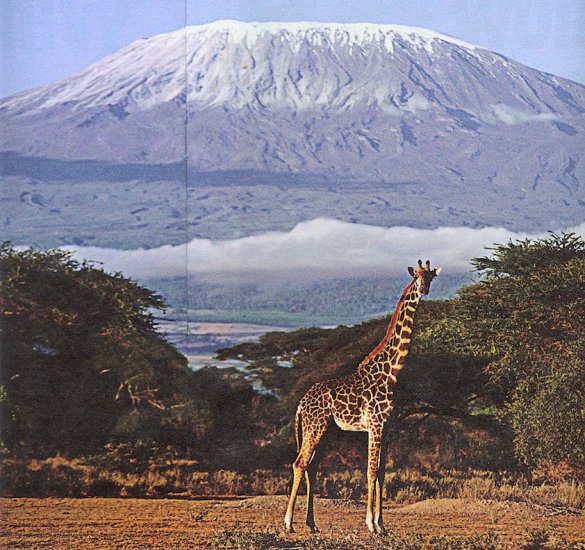 Giraffe and Mount Kilimanjaro in Tanzania - highest mountain in Africa