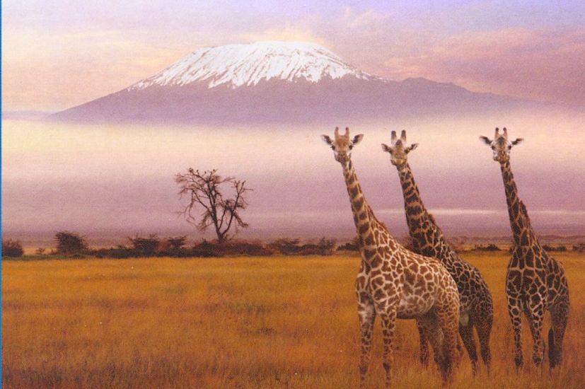 Giraffes and Mount Kilimanjaro in Tanzania - highest mountain in Africa