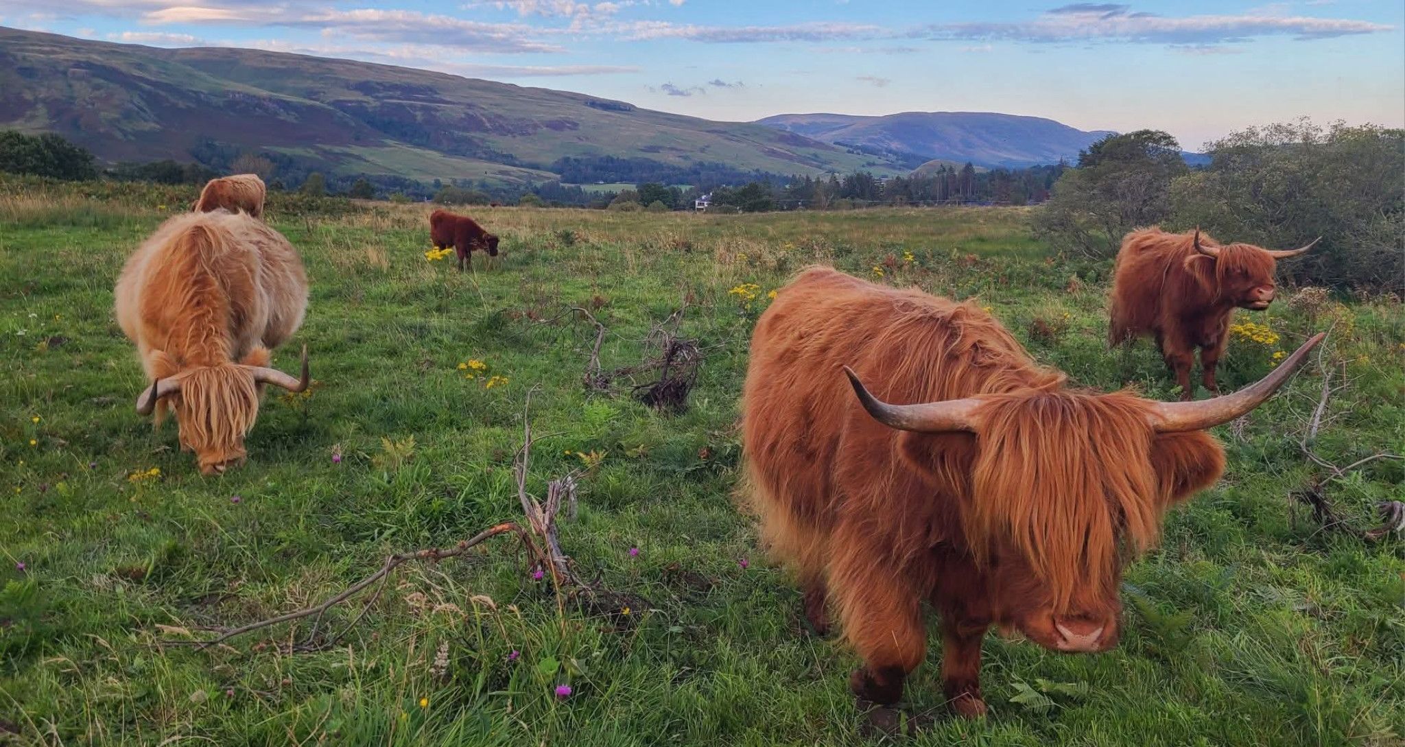 Highland Cattle on Dumbrock Muir